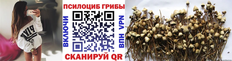 Галлюциногенные грибы Psilocybe  где купить наркоту  Ардон 